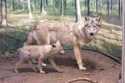 Der Wolf in der Lausitz 